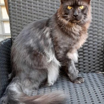 Chaton Maine coon  chatterie du LOUP D'ORCOON