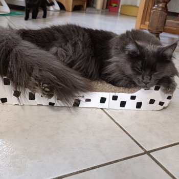 Chaton Maine coon chatterie du LOUP D'ORCOON Chaton Maine coon chatterie du LOUP D'ORCOON