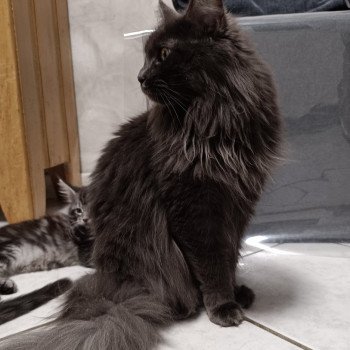 Chaton Maine coon chatterie du LOUP D'ORCOON Chaton Maine coon chatterie du LOUP D'ORCOON