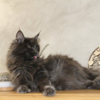 Chaton Maine coon chatterie du LOUP D'ORCOON Chaton Maine coon chatterie du LOUP D'ORCOON