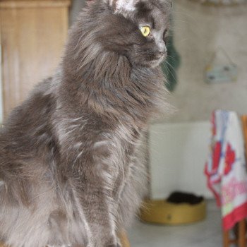Chaton Maine coon chatterie du LOUP D'ORCOON Chaton Maine coon chatterie du LOUP D'ORCOON